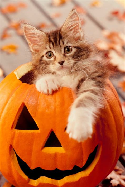 cute halloween cat background|halloween cat aesthetic.